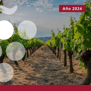 Superficie de viñedo para uva de vinificación en España 2024
