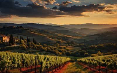 El vino de España estrena su plataforma de inteligencia económica para reforzar la competitividad del sector