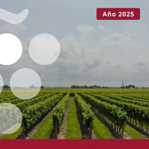 Superficie viñedo para uva de vinificación en España - Año 2025